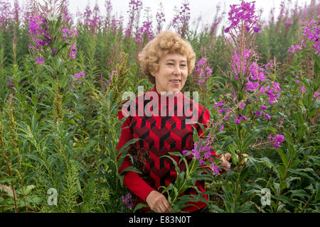 Senior woman looking at fireweed plants in Alaska Stock Photo