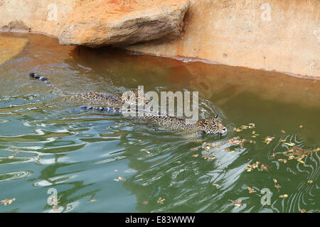 jaguar tiger cat resting and swimming in the zoo Stock Photo