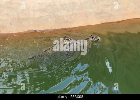 jaguar tiger cat resting and swimming in the zoo Stock Photo