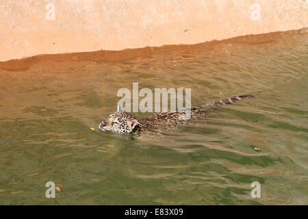 jaguar tiger cat resting and swimming in the zoo Stock Photo