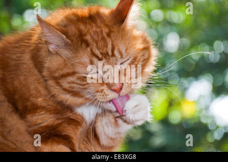 Orange cat licking his paw. Stock Photo