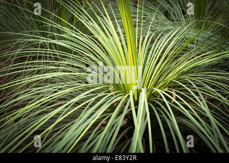 Green leaf background of grass tree in Australia Stock Photo