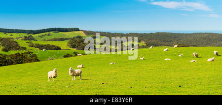 Sheep and lambs in the field at spring time under bright blue sky Stock Photo