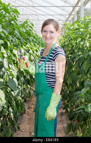 Young woman harvesting green peppers in a greenhouse, Baden-Württemberg, Germany Stock Photo