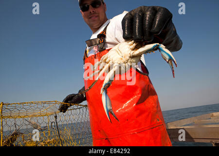 Fisherman holding fresh crab on board fishing boat, portrait, Chesapeake Bay, Maryland, USA Stock Photo