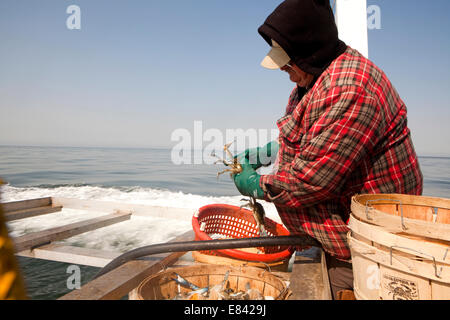 Fisherman loading crabs into bushel on fishing boat, Chesapeake Bay, Maryland, USA Stock Photo