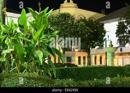 Plants lit by street lights on Plaza Grande (main square) in the historic city center in Quito, Ecuador Stock Photo