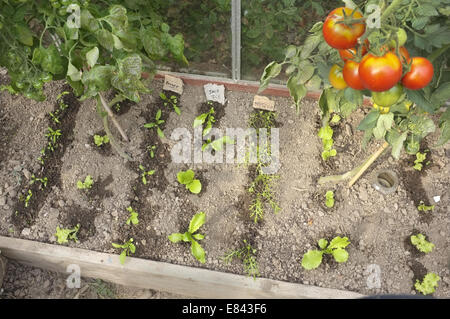 Young salad plants just watered. The last of the years tomatoes still growing. Stock Photo