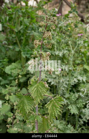 Roman Nettle, Urtica pilulifera in flower. Greece. Stock Photo