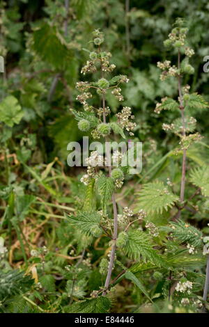 Roman Nettle, Urtica pilulifera in flower. Greece. Stock Photo
