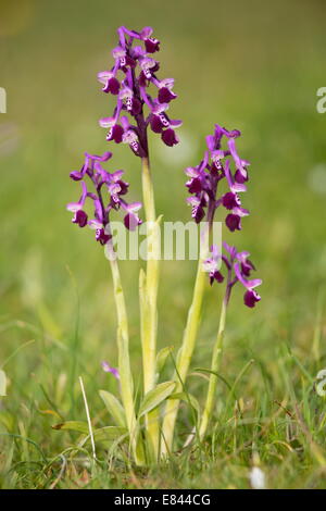 Long-spurred Orchid, Orchis longicornu = Anacamptis morio ssp. longicornu; Sardinia, Italy. Stock Photo