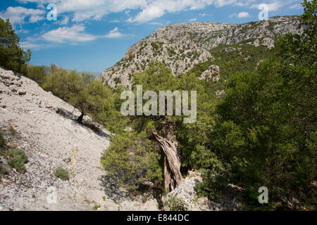 Ancient juniper trees in the limestone Supramonte Mountains, Gennargentu, Sardinia, Italy. Stock Photo