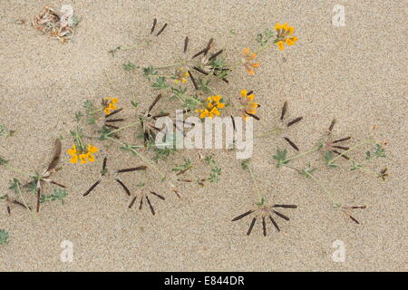 A bird's foot trefoil, Lotus cytisoides in flower and fruit on dunes, Sardinia, Italy. Stock Photo