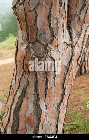 Bark of Stone Pine or Umbrella Pine, Pinus pinea, Sardinia, Italy. Stock Photo