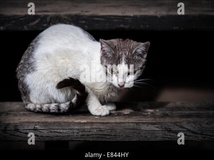 Cat sitting on stairs on a cloudy day Stock Photo