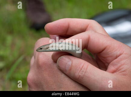 Italian three-toed skink, or three-toed Skink, Chalcides chalcides in the hand; Sardinia, Italy. Stock Photo