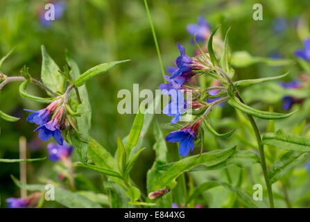 Purple Gromwell, Lithospermum purpurocaeruleum in flower in spring. Rare plant in UK. Stock Photo