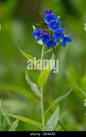 Purple Gromwell, Lithospermum purpurocaeruleum in flower in spring. Rare plant in UK. Stock Photo