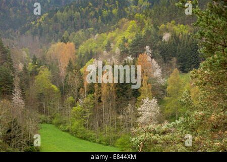 Spring foliage and flowering wild cherries in woodland near Col des Freres, eastern Pyrenees, France. Stock Photo