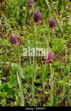 Pyrenean Snakeshead / Pyrenean Fritillary, Fritillaria pyrenaica in flower in spring, pyrenees, France. Stock Photo