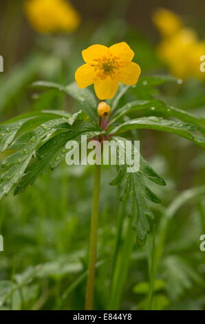 Yellow Anemone, Anemone ranunculoides in flower in early spring, Pyrenees; France. Stock Photo