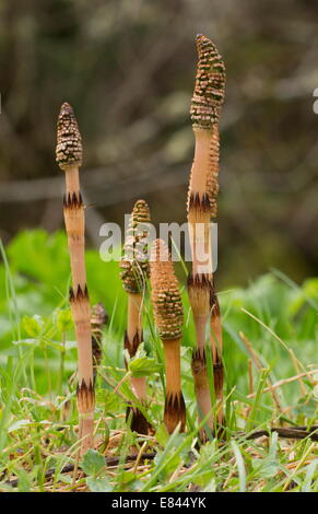 Spore-bearing cones of Great Horsetail, Equisetum telmateia in early spring. Dorset. Stock Photo