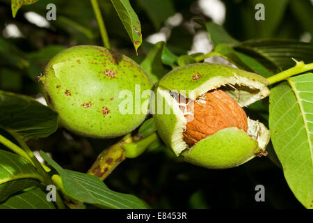 Ripe nuts of a Walnut tree Stock Photo