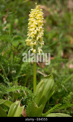 Pale Orchid, Orchis pallens in flower in early spring; Pyrenees, France. Stock Photo