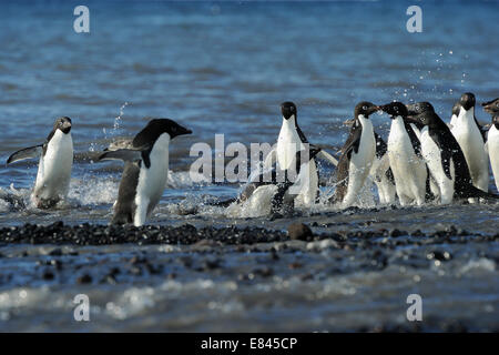 Group of Adélie Penguins (Pygoscelis adeliae) going in  and out the Sea, Cape Adare, Antarctica. Stock Photo