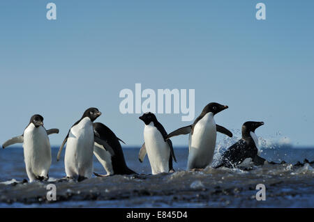 Group of Adélie Penguins (Pygoscelis adeliae) going in and out the Sea, Cape Adare, Antarctica. Stock Photo