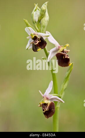 Late Spider Orchid, Ophrys fuciflora in flower. Stock Photo