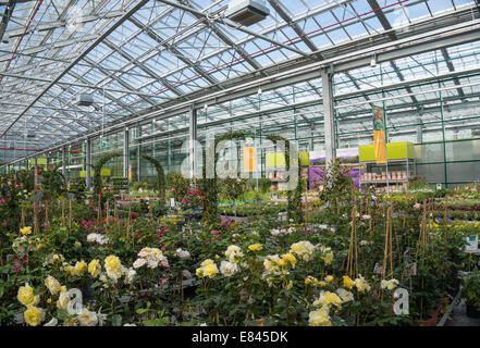 Large glass hall with plants in a garden center. Stock Photo