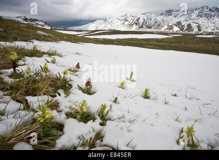 Elder-flowered Orchids pushing through late snow on the Campo Imperatore, in Gran Sasso National Park Apennines,  Italy. Stock Photo
