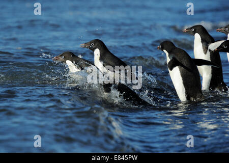 Group of Adélie Penguins (Pygoscelis adeliae) going into the Sea, Cape Adare, Antarctica. Stock Photo