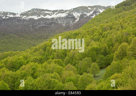 Mixed montane woodland, mainly beech, on Monti della Mela, in the Abruzzo National Park, Apennines, Italy. Stock Photo