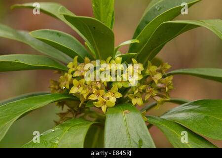 Spurge Laurel, Daphne laureola in flower in early spring. Stock Photo