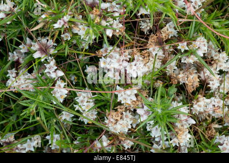Common Dodder, Cuscuta epithymum, in flower, parasitic on gorse. Dartmoor. Stock Photo