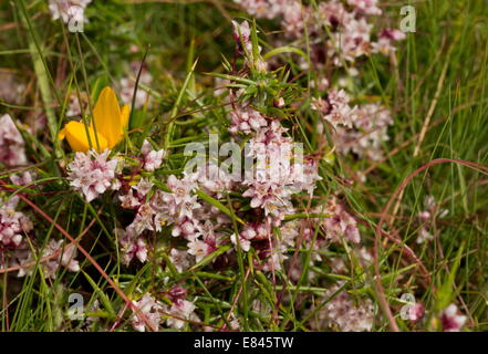 Common Dodder, Cuscuta epithymum, in flower, parasitic on gorse. Dartmoor. Stock Photo