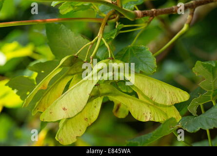 Keys or fruits of Sycamore, Acer pseudoplatanus. Wind-dispersed. Devon. Stock Photo