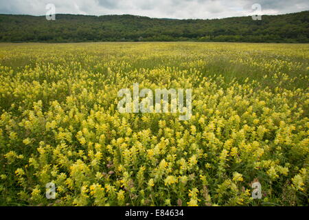 Field full of Yellow Rattle / Hay Rattle, Rhinanthus rumelicus, near Hoghiz, Transylvania; Romania Stock Photo