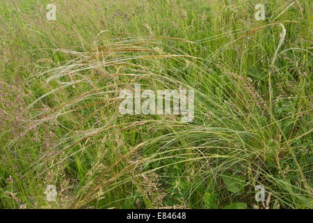 European Feather grass, Stipa pennata in transylvanian grasslands. Romania. Stock Photo