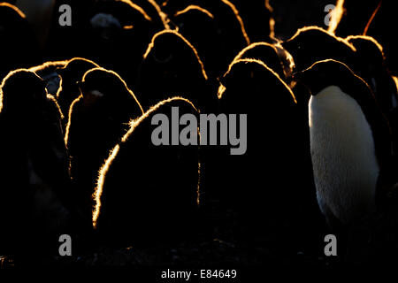Adélie Penguin (Pygoscelis adeliae) colony with chicks, backlit with blizzard, inaccesible island, Ross sea, Antarctica. Stock Photo