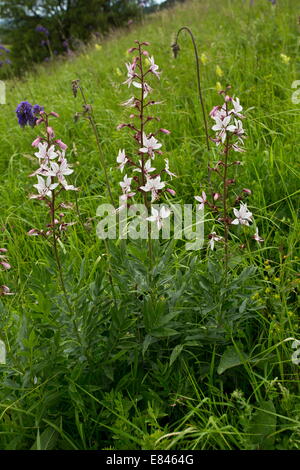 Burning Bush, Dictamnus albus in flower in the wild in Transylvanian grasslands, Romania. Stock Photo