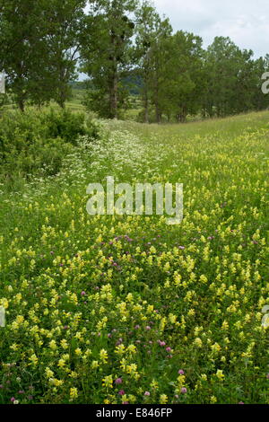 Mass of Yellow Rattle / Hay Rattle - mainly Rhinanthus rumelicus - in meadows, with line of poplars, near Viscri, Transylvania, Stock Photo