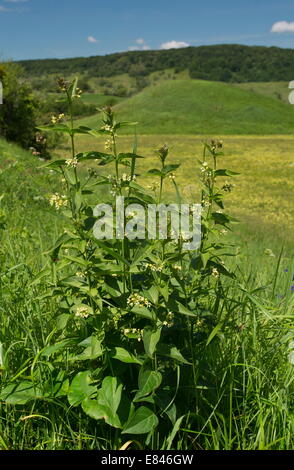 Swallow-wort, Vincetoxicum hirundinaria in flower, in Transylvanian grasslands, Romania Stock Photo