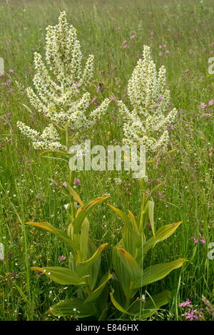 White False Helleborine, Veratrum album in pasture, Carpathians, Romania Stock Photo