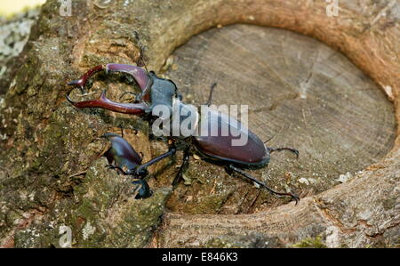 Male and female greater Stag Beetles, Lucanus cervus on old oak tree.  Romania Stock Photo