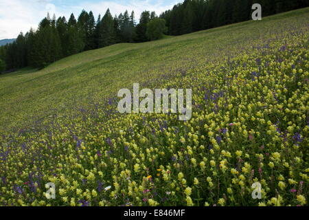 Beautiful flowery hay meadow, with Sainfoin, clary etc above Cortina d'Ampezzo, Dolomites, Italy Stock Photo