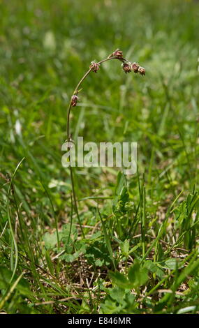 Alpine Meadow-rue, Thalictrum alpinum in flower in short turf. Dolomites, Italy Stock Photo