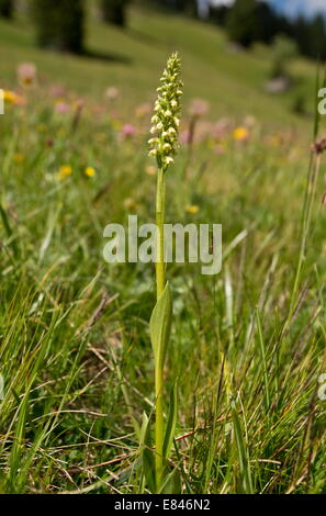 Small-white Orchid, Pseudorchis albida = Leucorchis albida in flower in montane grassland; Dolomites, Italy Stock Photo